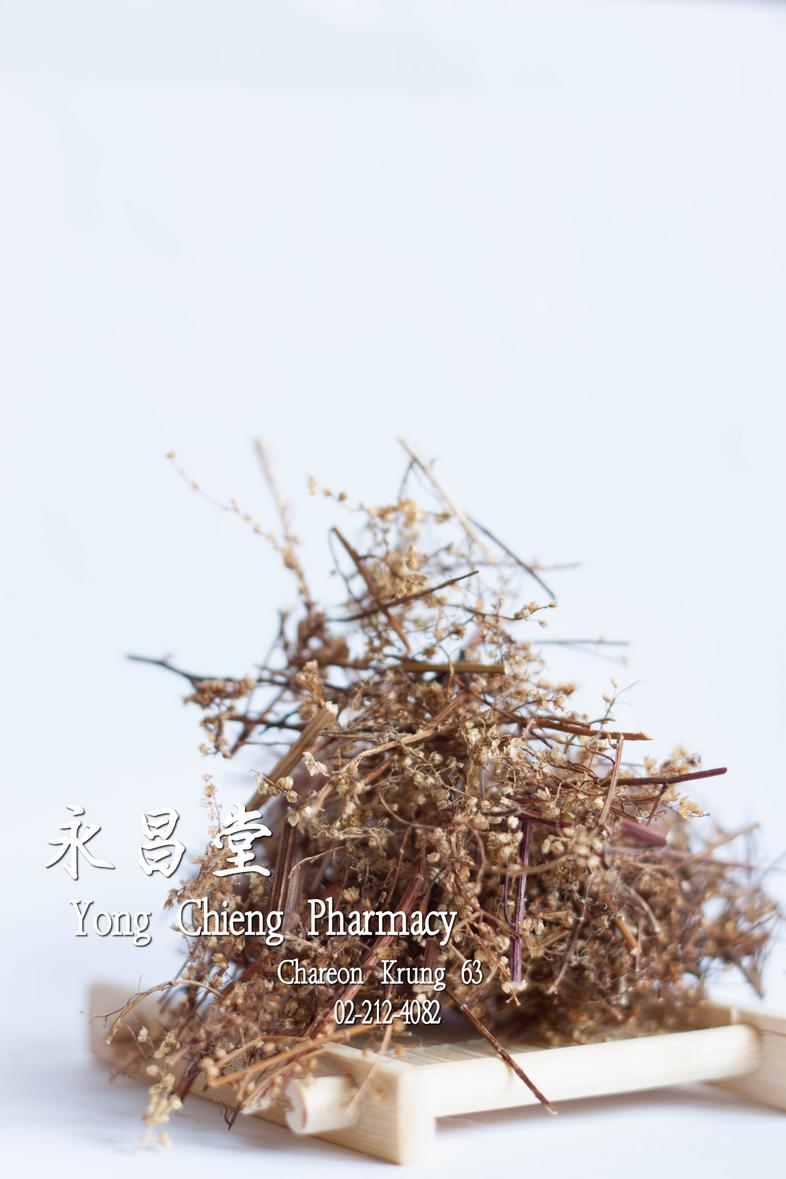 Herba Artemisia Annuae, Sweet Wormwood Herb  โกฐจุลา, โกฐจุลาลําภา, โกฐจุฬาลําพา, โกฐจุฬาลําพาจีน, โกฐจุฬาลัมภา, ชิงฮาว, แช...
